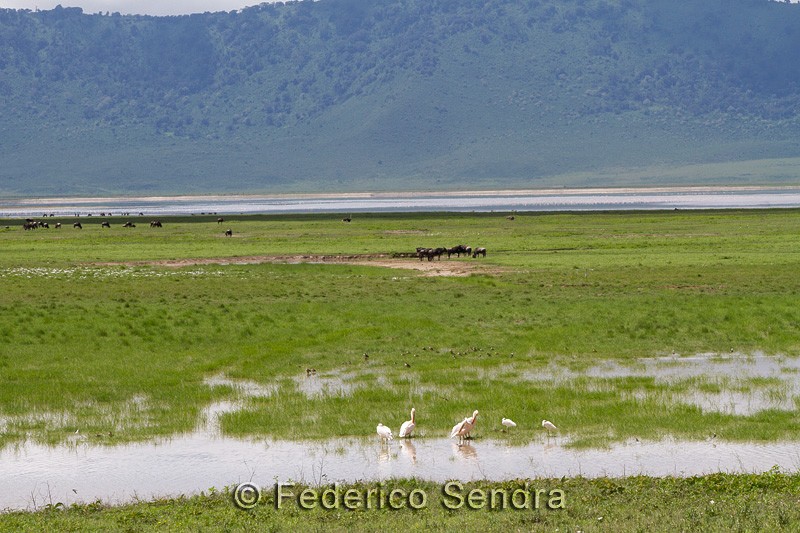 tanzanie_oiseau_ngorongoro_003