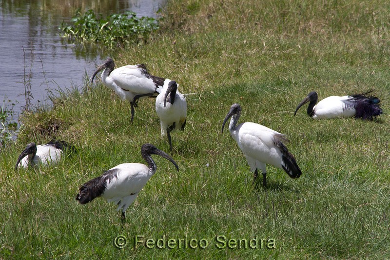 tanzanie_oiseau_ngorongoro_004