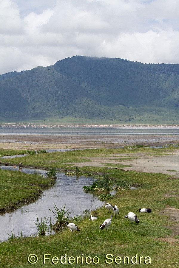 tanzanie_oiseau_ngorongoro_005