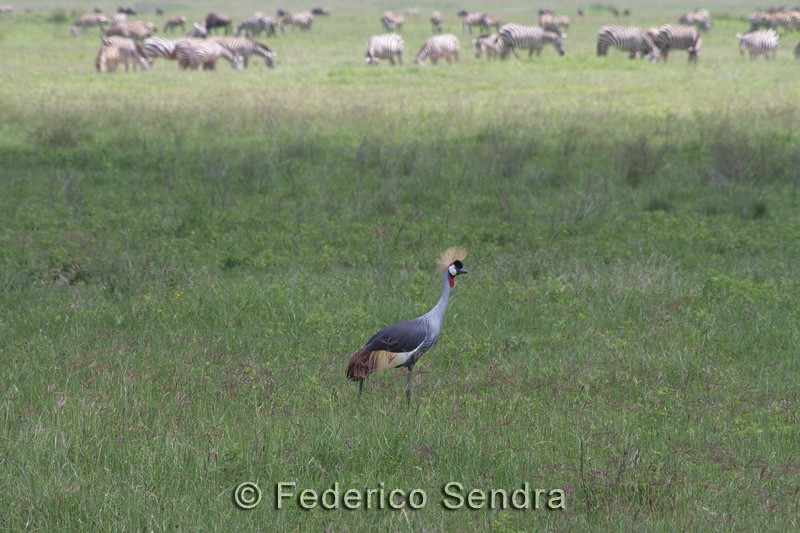 tanzanie_oiseau_ngorongoro_006