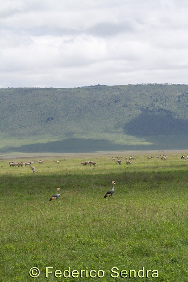 tanzanie_oiseau_ngorongoro_007