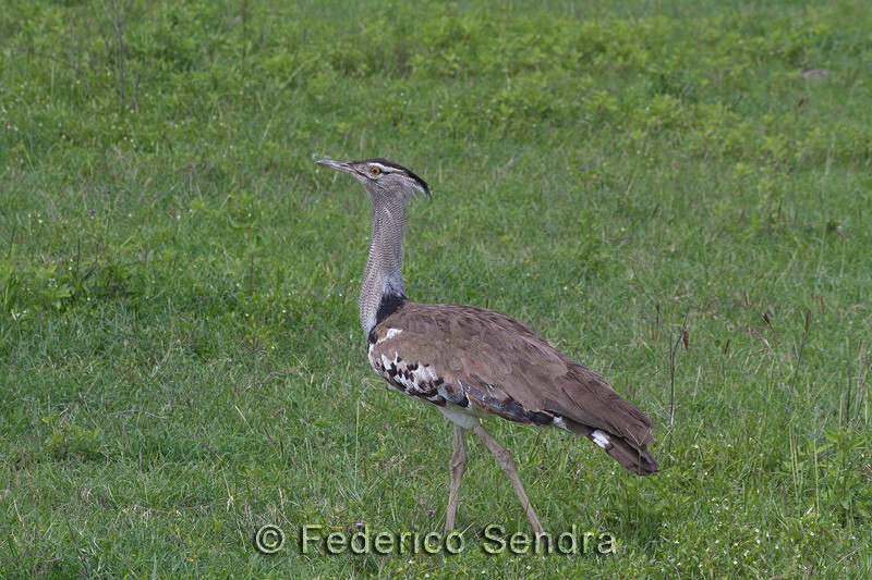 tanzanie_oiseau_ngorongoro_008