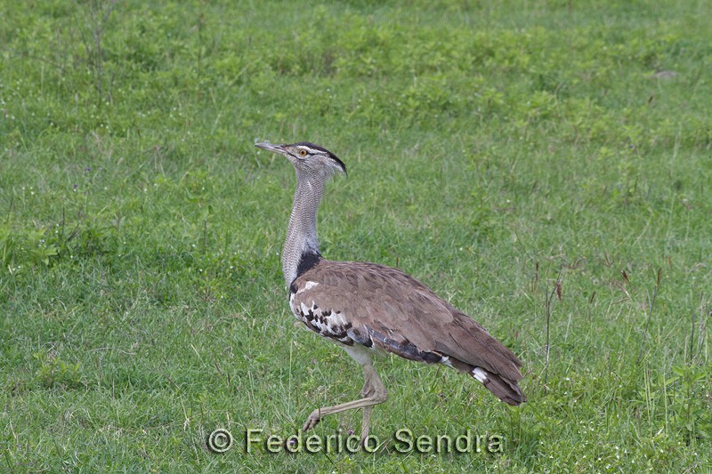 tanzanie_oiseau_ngorongoro_009