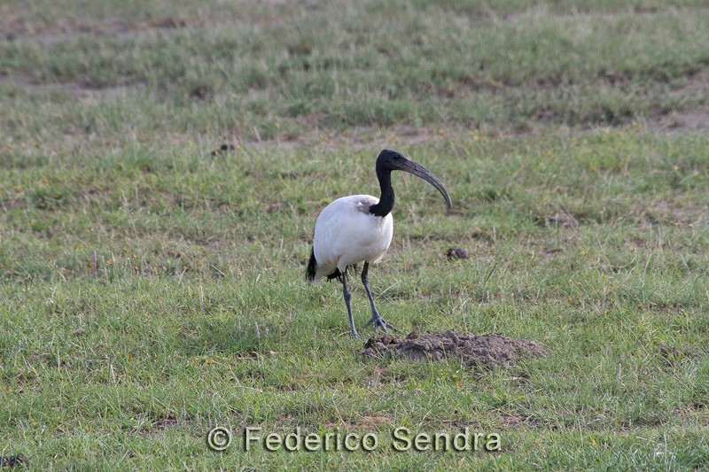 tanzanie_oiseau_ngorongoro_010
