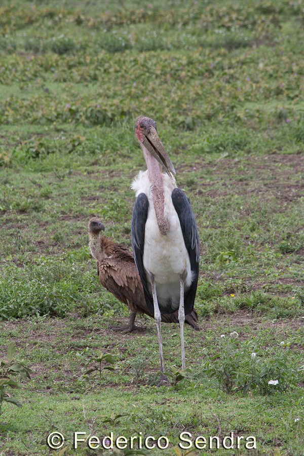 tanzanie_oiseau_ngorongoro_011