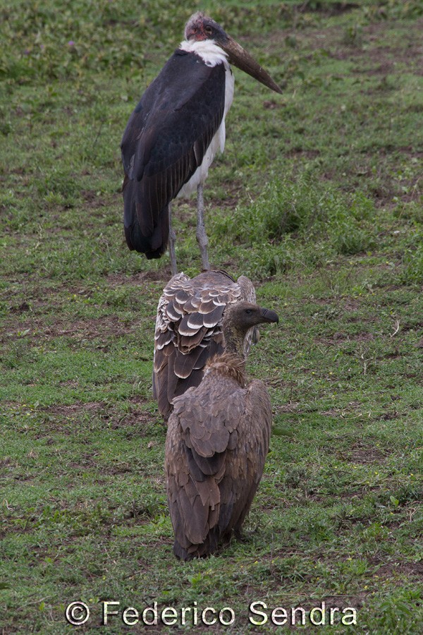 tanzanie_oiseau_ngorongoro_012