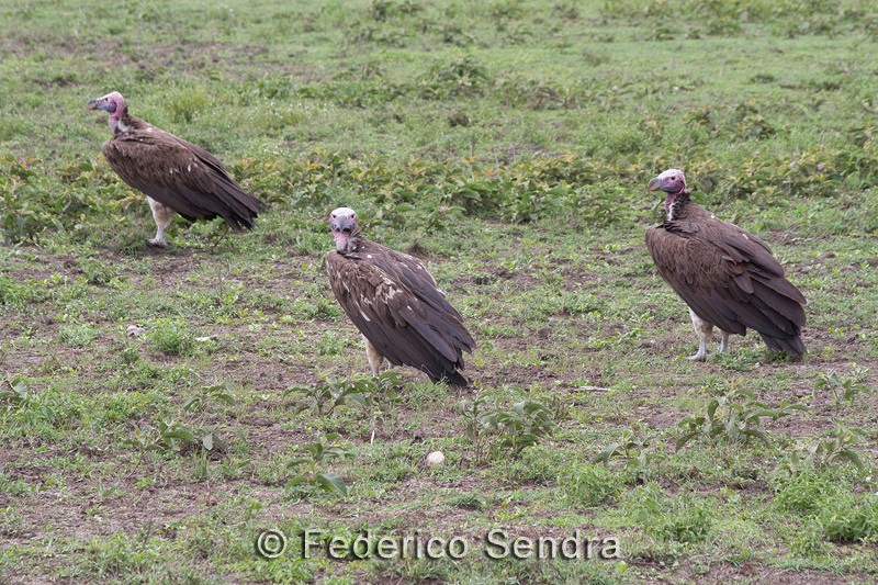 tanzanie_oiseau_ngorongoro_013