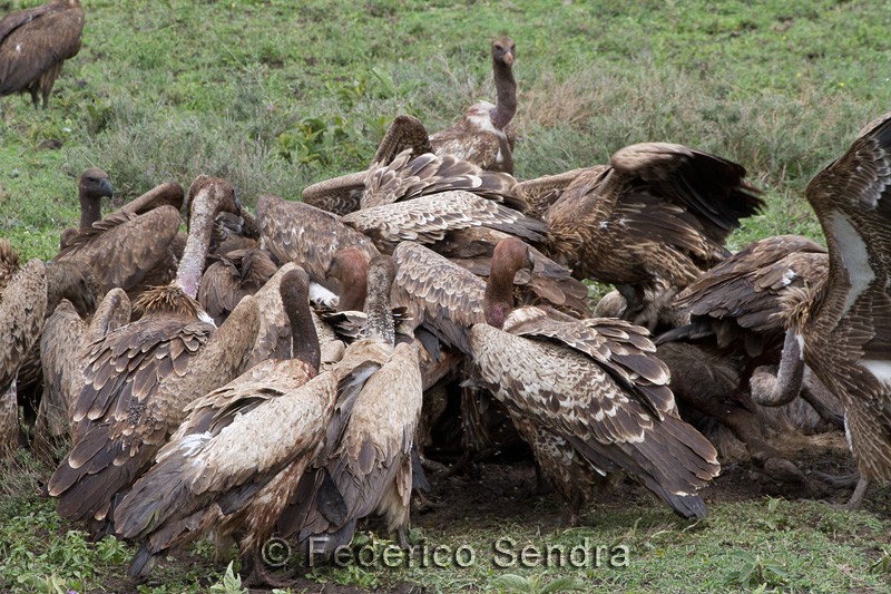 tanzanie_oiseau_ngorongoro_014