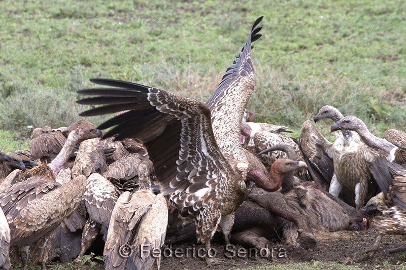 tanzanie_oiseau_ngorongoro_015