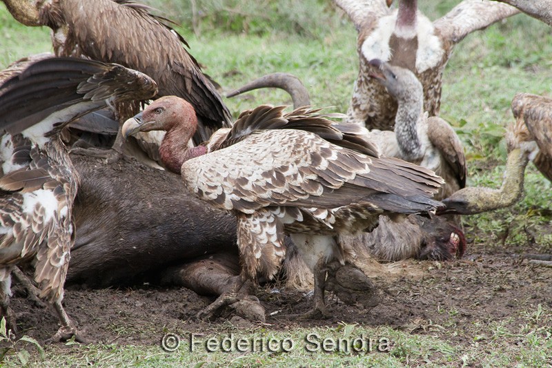 tanzanie_oiseau_ngorongoro_016