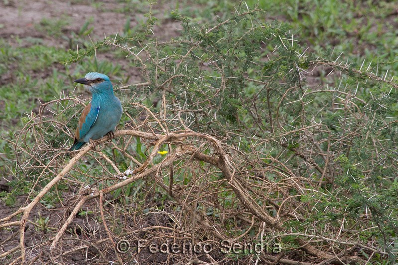 tanzanie_oiseau_ngorongoro_017