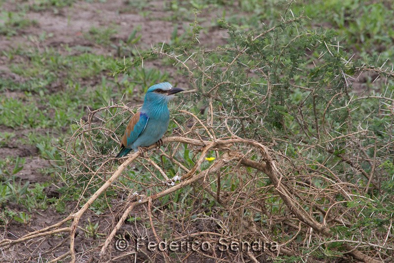 tanzanie_oiseau_ngorongoro_018