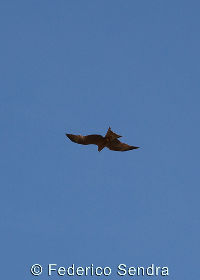 tanzanie_oiseau_ngorongoro_019