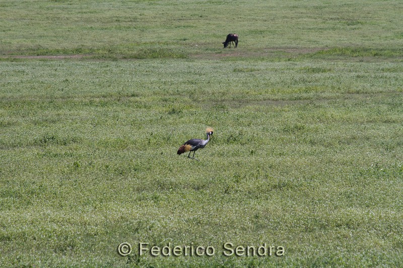 tanzanie_oiseau_ngorongoro_020