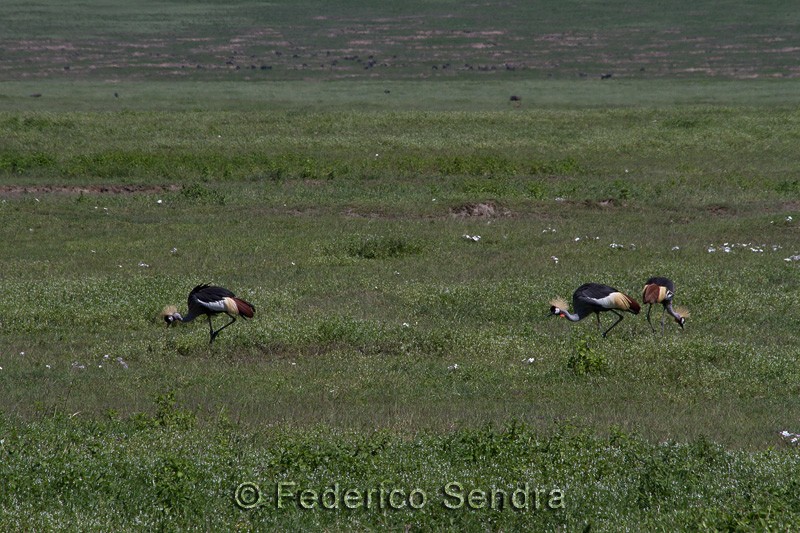 tanzanie_oiseau_ngorongoro_021