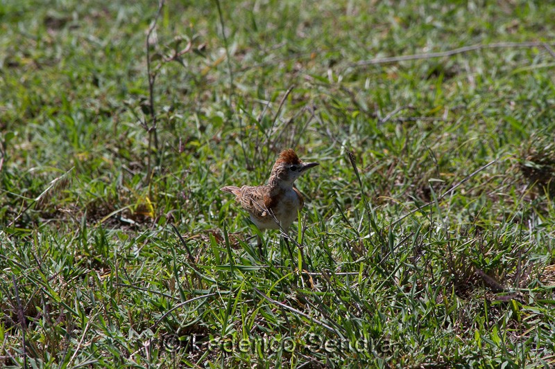 tanzanie_oiseau_ngorongoro_022
