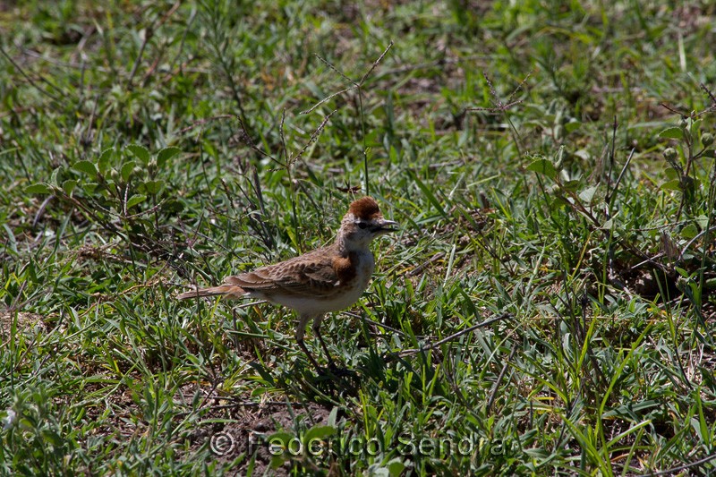 tanzanie_oiseau_ngorongoro_023