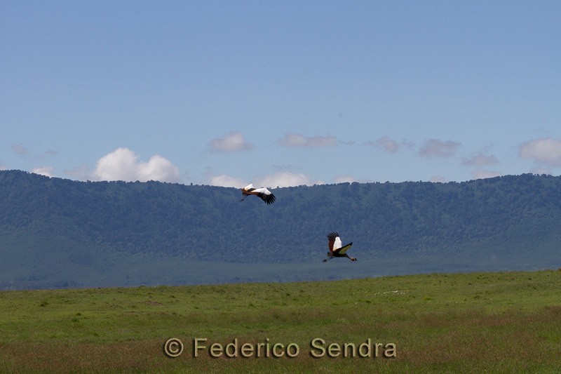 tanzanie_oiseau_ngorongoro_024