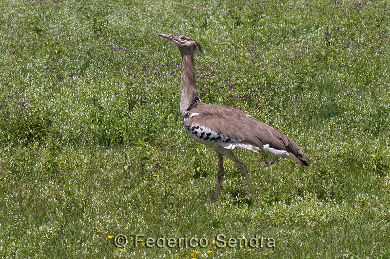 tanzanie_oiseau_ngorongoro_025