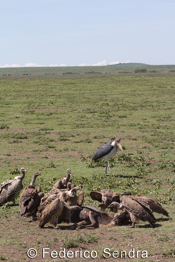tanzanie_oiseau_ngorongoro_026