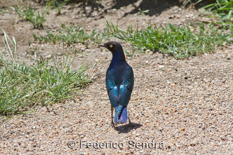 tanzanie_oiseau_ngorongoro_027