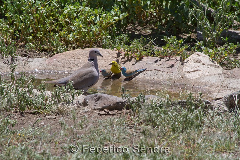tanzanie_oiseau_ngorongoro_028