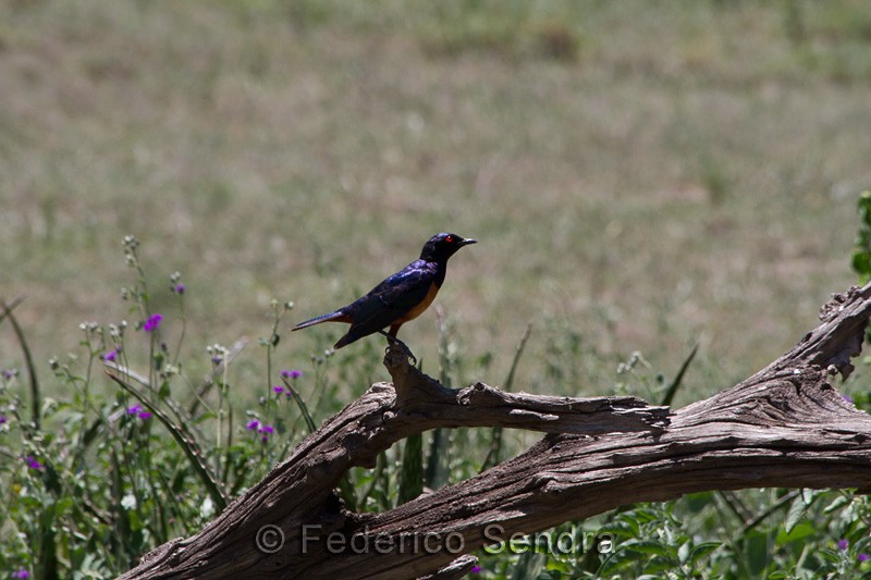 tanzanie_oiseau_ngorongoro_029