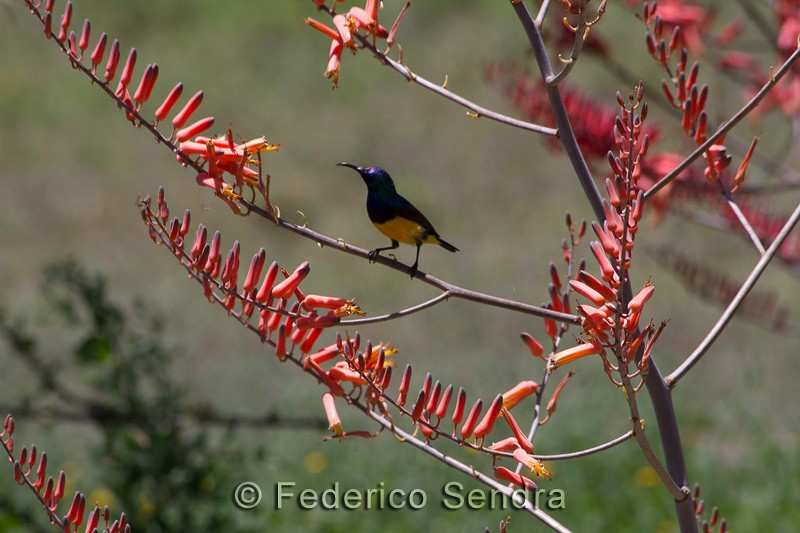 tanzanie_oiseau_ngorongoro_030