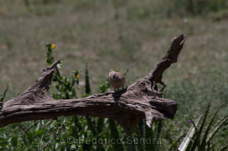 tanzanie_oiseau_ngorongoro_031