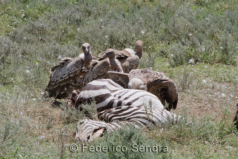 tanzanie_oiseau_ngorongoro_032