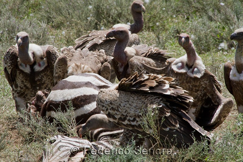 tanzanie_oiseau_ngorongoro_033