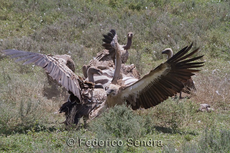 tanzanie_oiseau_ngorongoro_034