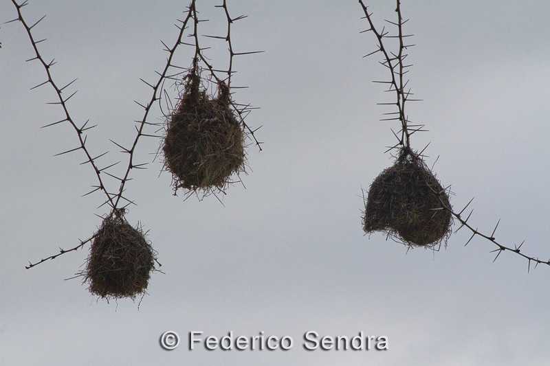 tanzanie_oiseau_ngorongoro_035