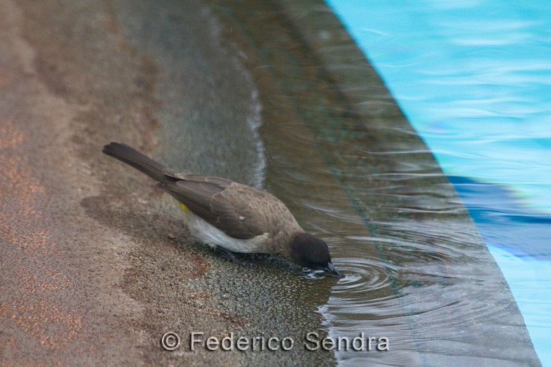tanzanie_oiseau_ngorongoro_036