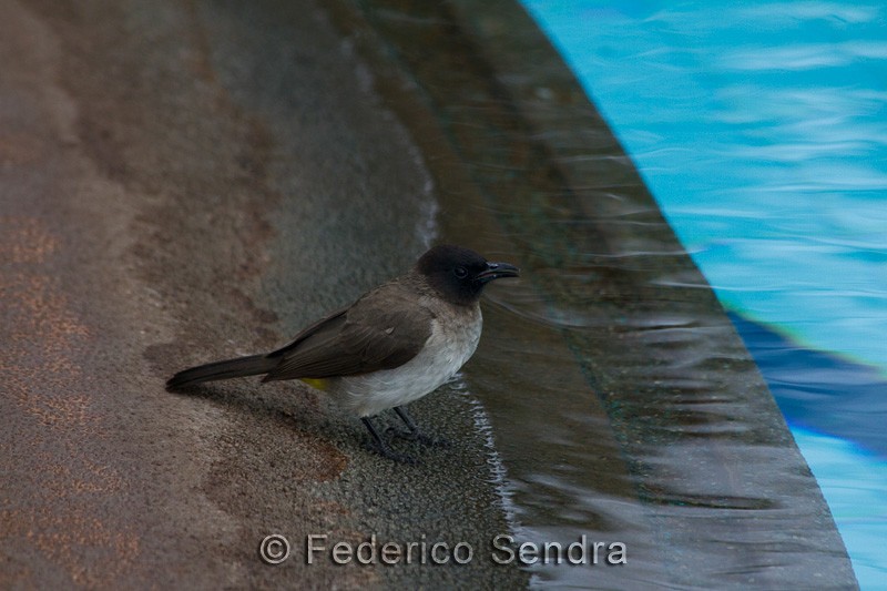 tanzanie_oiseau_ngorongoro_037