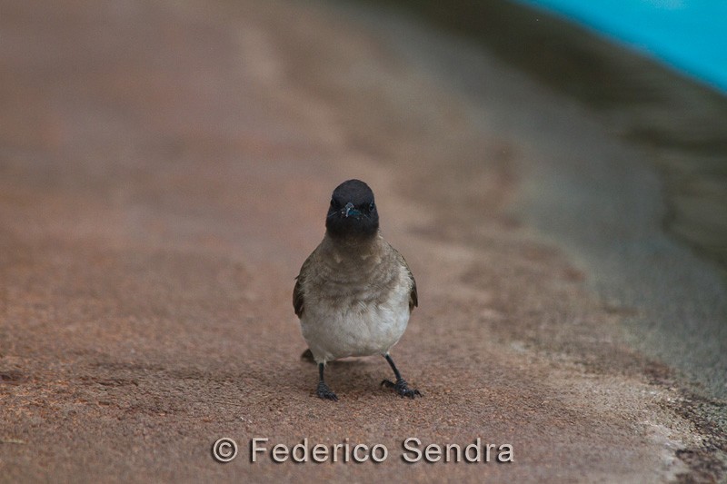 tanzanie_oiseau_ngorongoro_038