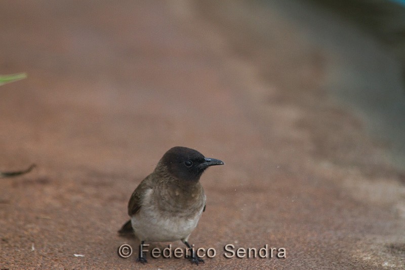 tanzanie_oiseau_ngorongoro_039