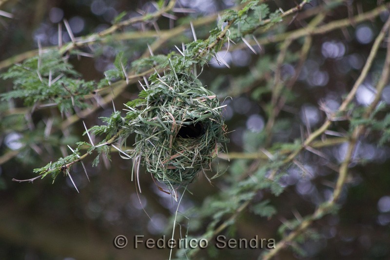 tanzanie_oiseau_ngorongoro_040