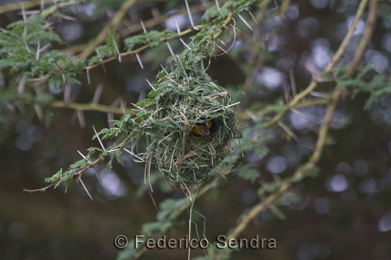 tanzanie_oiseau_ngorongoro_041