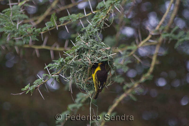 tanzanie_oiseau_ngorongoro_042