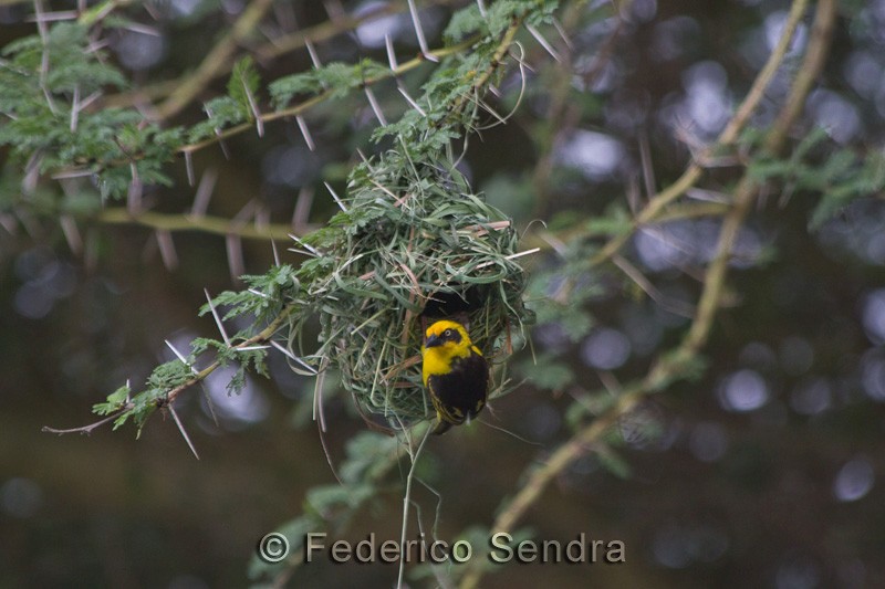 tanzanie_oiseau_ngorongoro_043