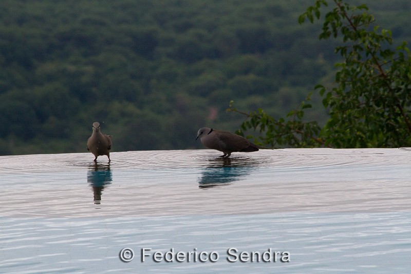 tanzanie_oiseau_ngorongoro_044