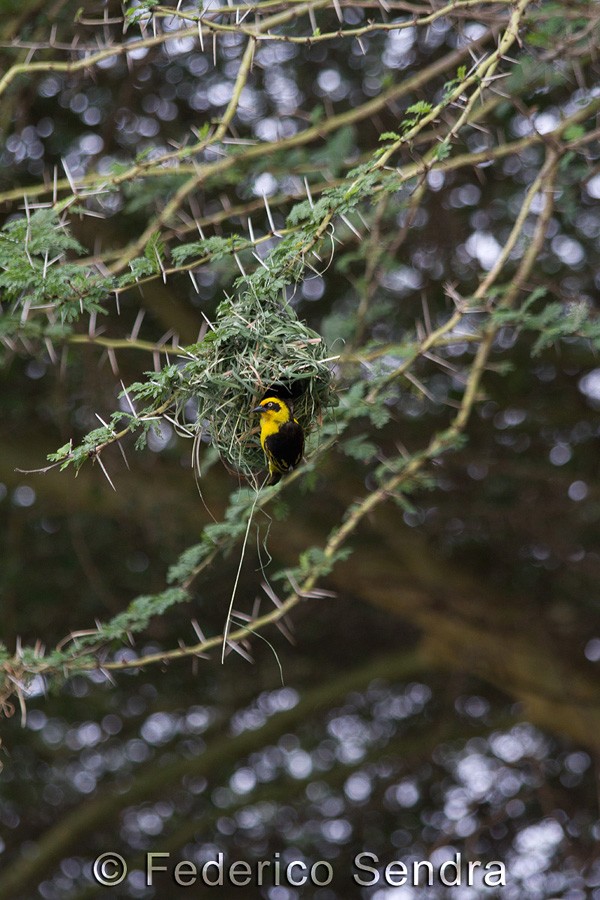 tanzanie_oiseau_ngorongoro_045