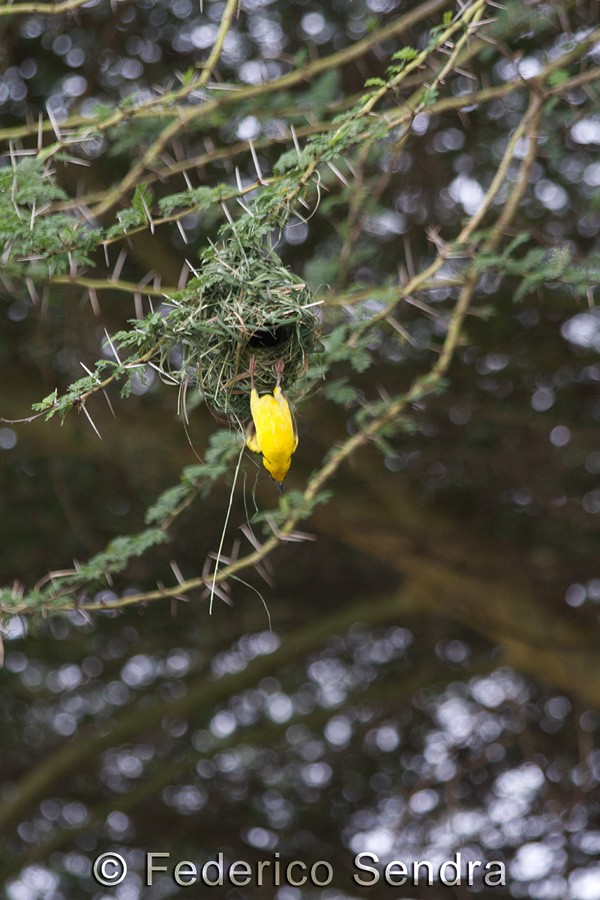 tanzanie_oiseau_ngorongoro_046