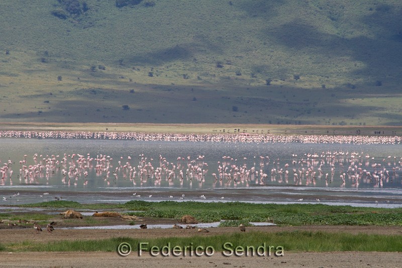 tanzanie_oiseau_ngorongoro_047