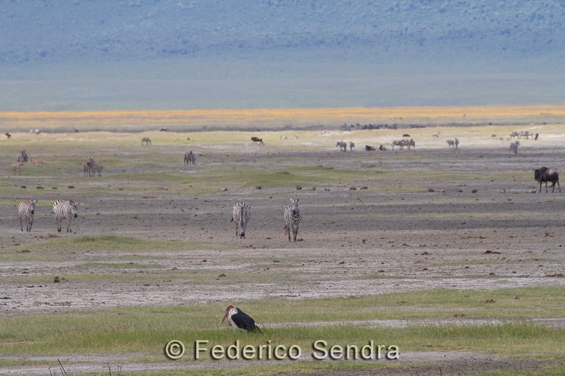 tanzanie_oiseau_ngorongoro_048