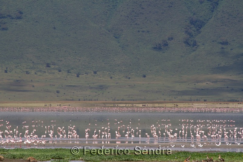tanzanie_oiseau_ngorongoro_049