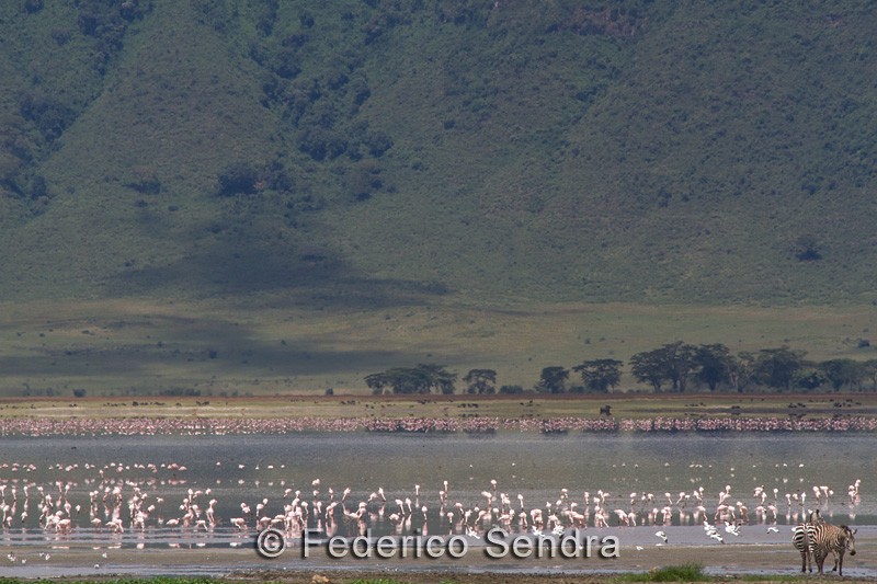 tanzanie_oiseau_ngorongoro_050