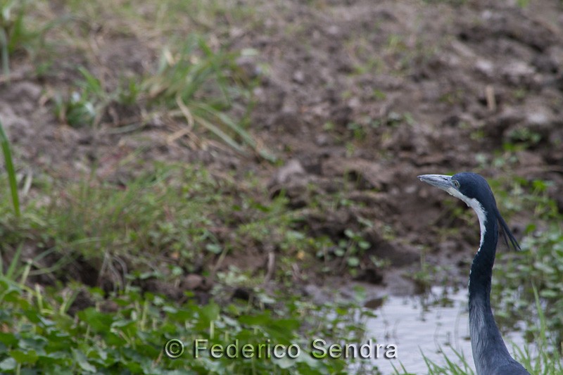 tanzanie_oiseau_ngorongoro_051