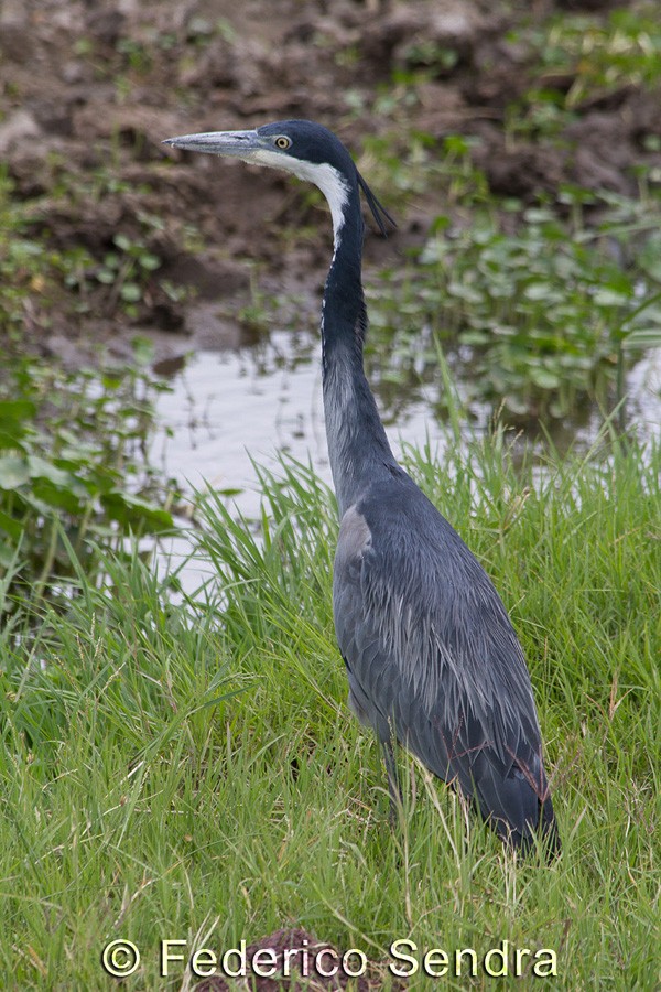 tanzanie_oiseau_ngorongoro_052